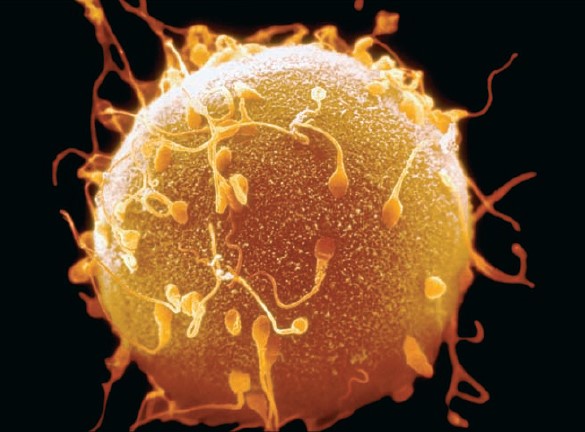 Biología 1IA